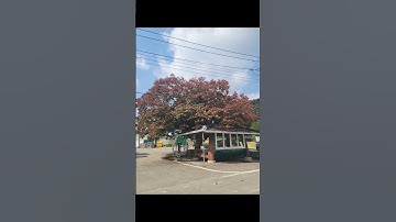 Thumbnail of 전영록 - 종이학