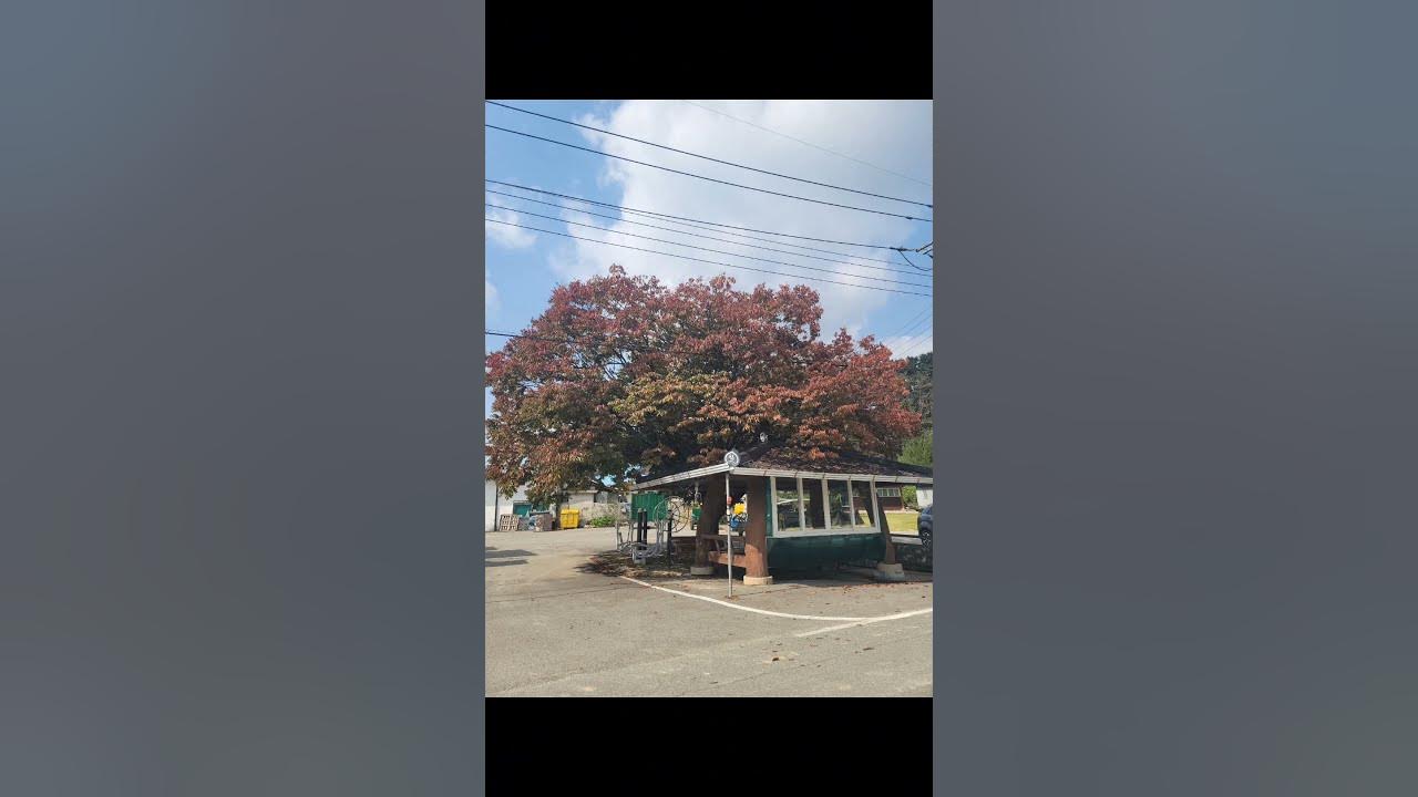 전영록 - 종이학