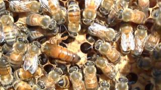 Feral(wild) Queen Laying in The feral swarm trapped Hive SP H4