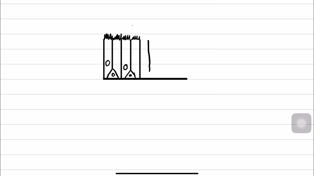 تعليم رسم | خطوات رسم النسيج الظهاري العمودي المطبق الكاذب.