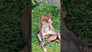 Sad Monkey Ka Dil Jeet Lega 😢🐒 | Emotional Monkey Video 2026, #animals #monkey #funnymonkey #cute