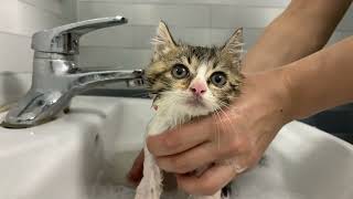 Kitten Momo takes a bath