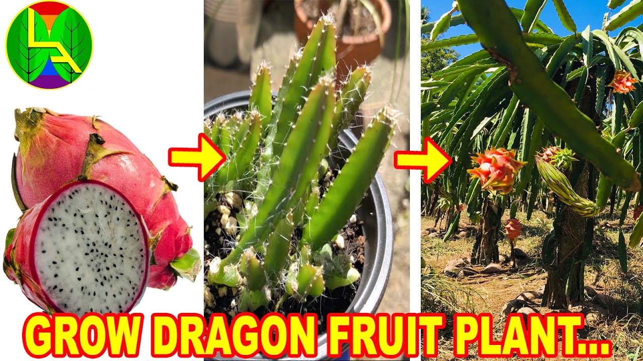How To Grow Dragon Seeds