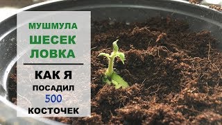 видео Как вырастить мушмулу из косточки в домашних условиях?