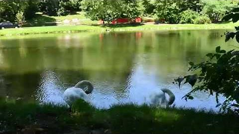 ISU Swans Lancelot and Elaine