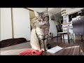 ウエットティッシュで遊ぶKOOお好み焼ビール【くーたの部屋】stanza del gatto