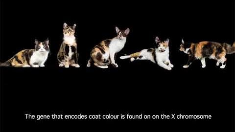 5   DNA methylation at CpG islands