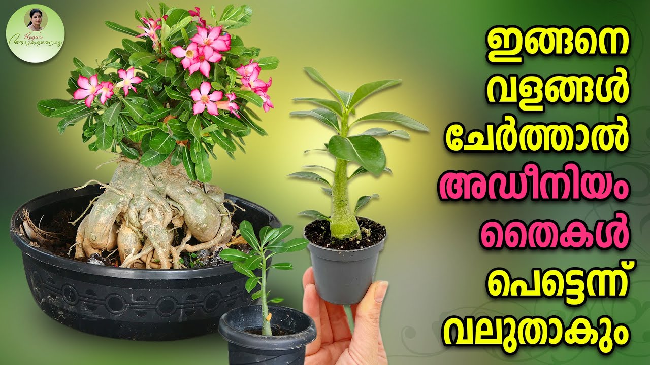 ഇങ്ങനെ വളങ്ങൾ ചേർത്താൽ അഡീനിയം തൈകൾ പെട്ടെന്ന് വലുതാകും | Adenium Plant Care 