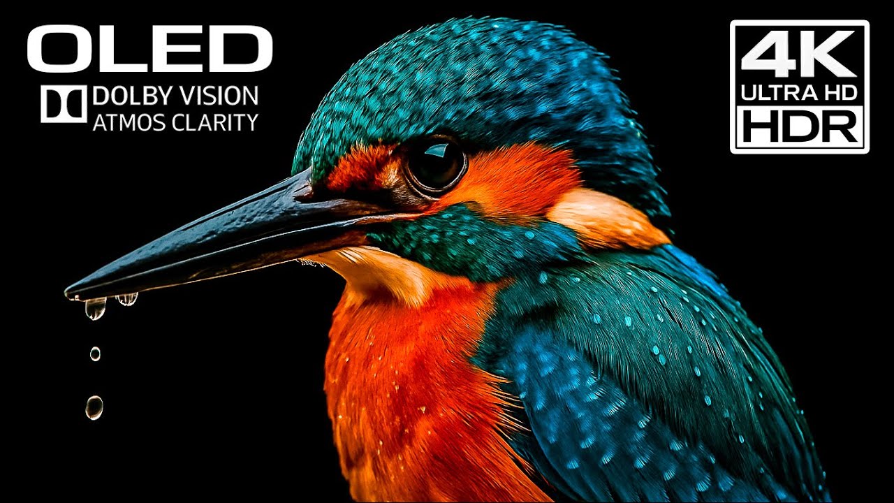 4K Ultra HD OLED HDR | Cinematic Nature in Dolby Vision Atmos – Kingfisher Moments