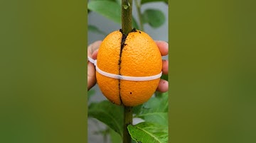 Propagation lemon tree with an Orange - new techniques #air_layering #shorts
