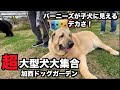 【ドッグラン】超大型犬集合だよ【加西ドッグ・ガーデン】