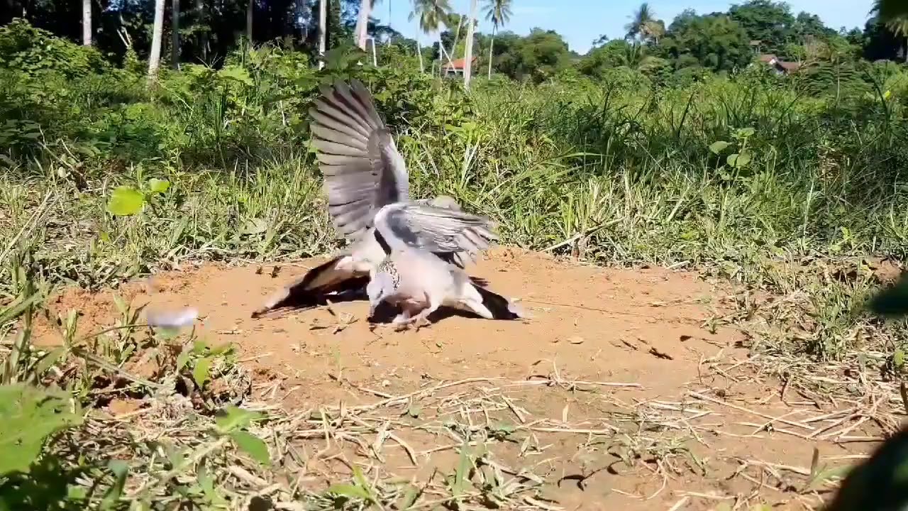 Bẫy cu gáy bằng mồi trần Malaysia cực đỉnh/ Terkukur Malaysia 18.07.2020/ Bird trap