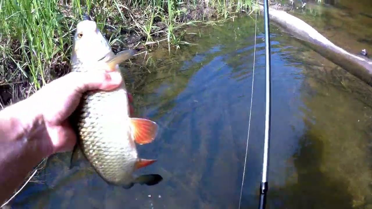 Klenie uwielbiają smużaki.
