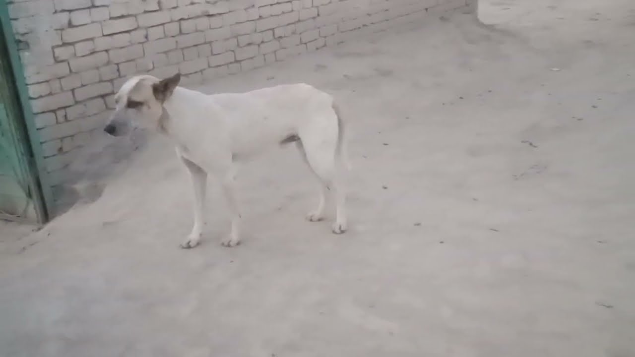 Stray Dog Keeps Following Couple On Vacation The Dodo YouTube