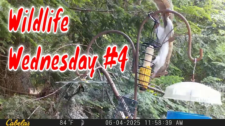 Wildlife Wednesday #4