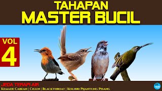 TAHAPAN MASTER BUCIL vol 4| Kemade Cabean, Cigun, Blackthroat, Kolibri Pijantung Pisang