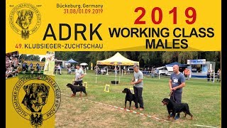 ADRK Klubsieger Show 2019  Working Class Males