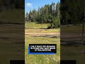 Child takes off running in close call with bison at Yellowstone