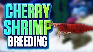 Breeding Cherry Shrimp The Easy Way...(Cherry Shrimp Breeding Tips)