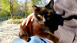 ハスキーボイスで鳴くぽっちゃり黒猫がひざに乗ってくつろいでくれた