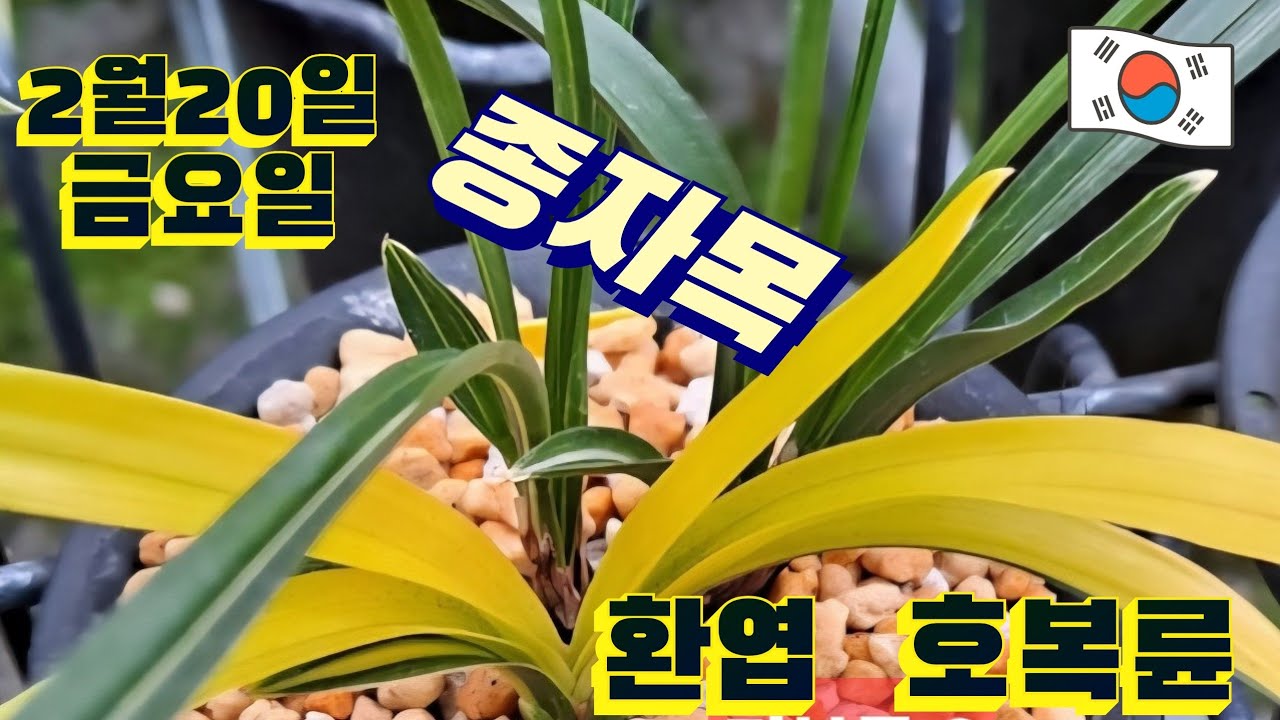 2월20일ㆍ금요일ㆍ10품종ㅡㅡㅡ 좋은품종💥 ~저렴하게 👍👍👍책정했습니다     [4K]