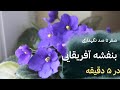 راهنمای کامل نگهداری بنفشه آفریقایی آبیاری گلدهی نور و رفع مشکلات گیاه