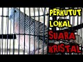 Perkutut Lokal Suara Kristal Bagus Suara Burung Perkutut Bagus Mp3 - Mp4 Download