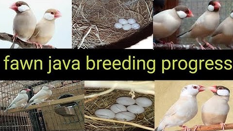 fawn java sparrow breeding progess#fawnjava #breeding #javabird #parrot #birdslover