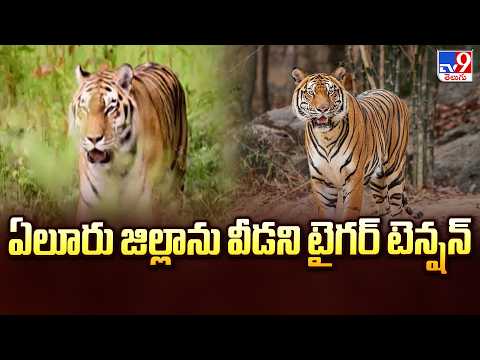 Tiger Tension Continues to Grip Eluru District : ఏలూరు జిల్లాను వీడని టైగర్ టెన్షన్  - TV9 - TV9