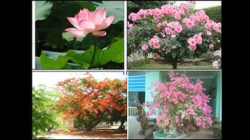 LỚP 4 - TLV - TUẦN 26 - LUYỆN TẬP XÂY DỰNG KẾT BÀI TRONG BÀI VĂN MIÊU TẢ CÂY CỐI