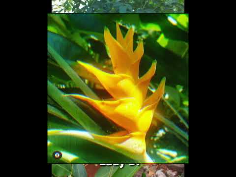 Video: Thông tin về thực vật ở Heliconia - Cách trồng cây vuốt tôm hùm