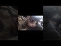 Things cats think about i would imagine!! #catvideos #funny #cats #pets #fyp #sillycat #hamburger