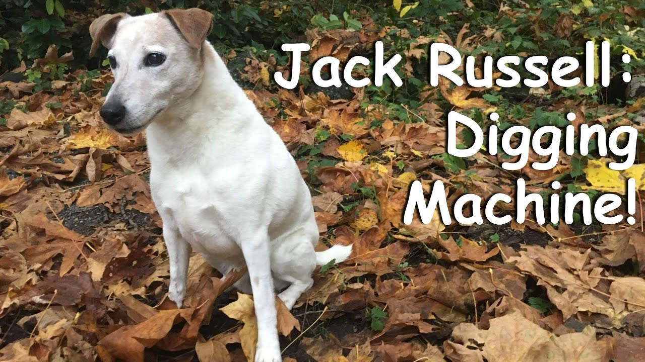 Russell Diggin Jack Russell 🐕🐾🐶 Digging Machine! - YouTube