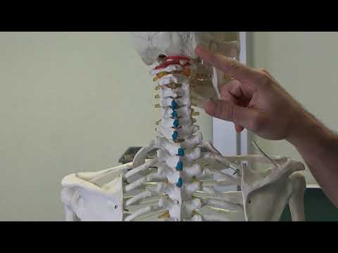 Video: Splenius Muskel Ursprung, Anatomi & Funktion - Kroppskartor