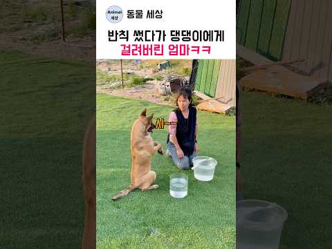 반칙 썼다가 댕댕이에게 걸려버린 엄마