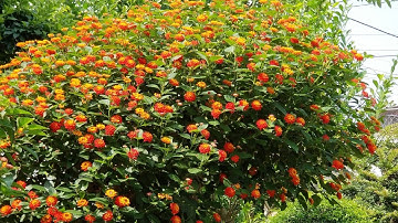 Làm sao để cây hoa ngũ sắc ra kín hoa tán đẹp. cách cắt tàn ra sao hãy xem và alo e  0399.849.496