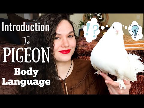 Introduction to Pigeon Body Language