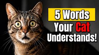 5 Words Your Cat Actually Understands
