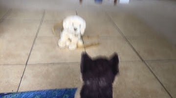 "Lucky Strike" Webkinz mep part 6 for FoxyKinz