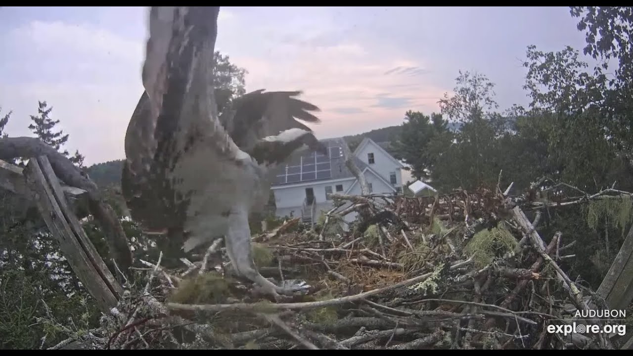 Steve, a Mackerel, and two Mourning Doves - Hog Island Osprey Nest/explore.org 2021 08 08