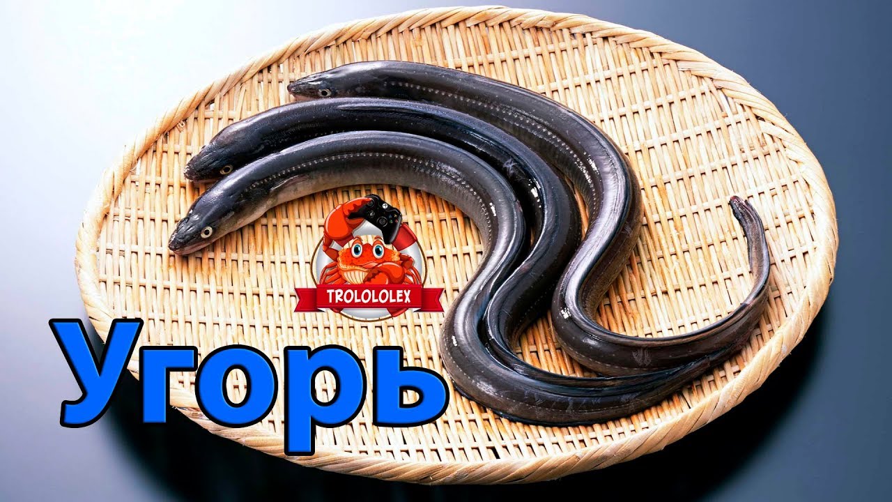 Рр3 волга угорь