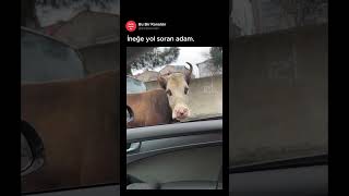 İneğe Yol Soran Adam