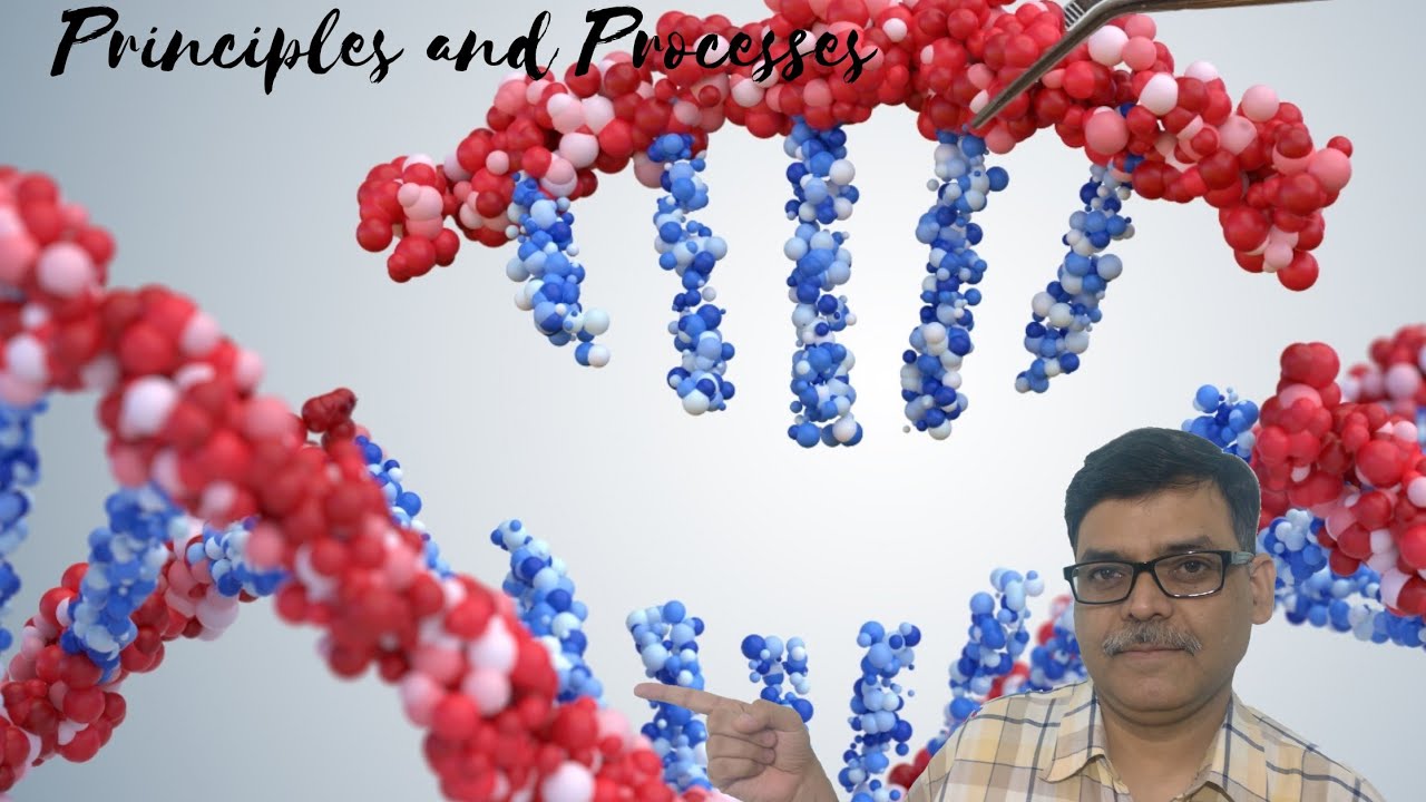 Production of Insulin(Humulin) by rDNA technology - YouTube