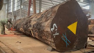 Modern Wood Processing Line In Factory : Extreme Dangerous Big Tree Felling Down With Chainsaw