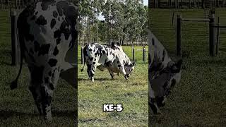 Video ini menyajikan hitung mundur tiga sapi terberat di Indonesia, menampilkan ukuran mereka #viral