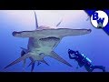 Massive hammerhead shark filmed in bahamas