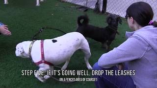 Sacramento SPCA Behavior: Dog Introductions