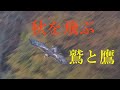 Eagles and hawks flying in autumn『秋を飛ぶ・鷲と鷹』