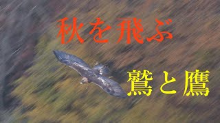 Eagles and hawks flying in autumn『秋を飛ぶ・鷲と鷹』