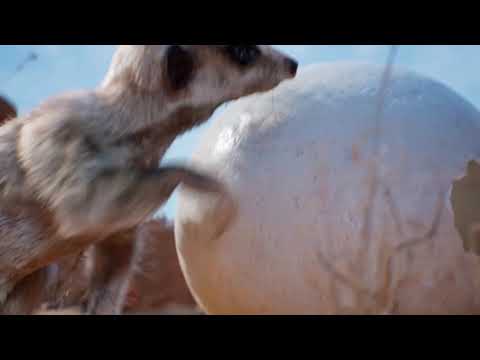 Meerkat Short Film from Weta Digital | Unreal Engine 4